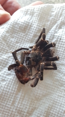 Cyrtopholis portoricae