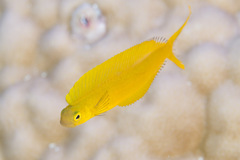 Bicolour Fangblenny photo 2