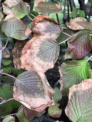 Xylella fastidiosa