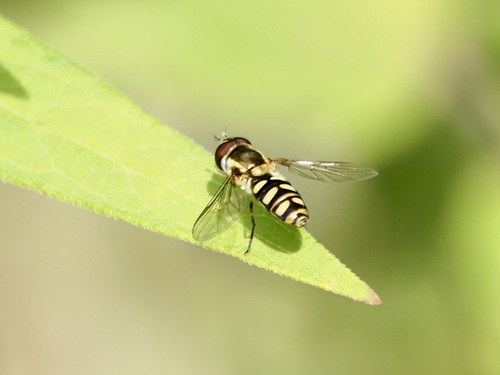 Slender Smoothtail photo 5