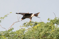 Rostrhamus sociabilis