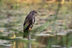 Rostrhamus sociabilis