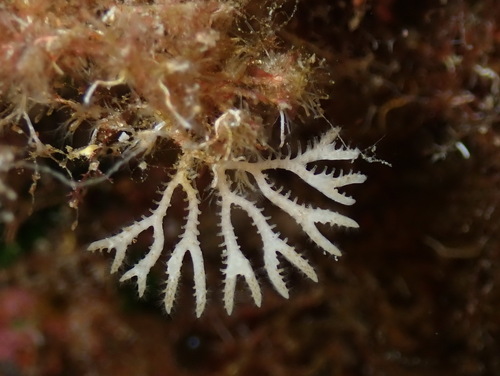 Exidmonea atlantica observed 2025-08-15