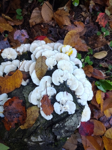 Pūkuotoji kempė nuotrauka