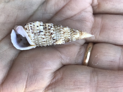 Rhinoclavis sinensis observed 2002-12-28
