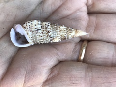 Rhinoclavis sinensis