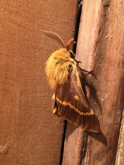 Lemonia dumi