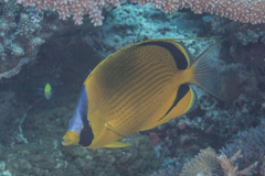 Chaetodon semeion