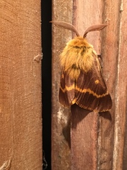 Lemonia dumi