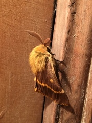 Lemonia dumi