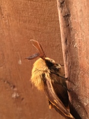 Lemonia dumi