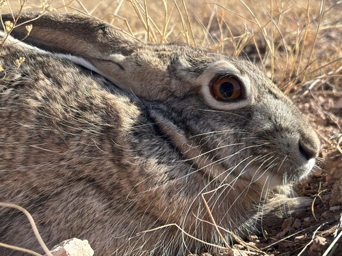 Black-tailed Jackrabbit photographed in New Mexico