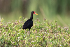 Jacana jacana