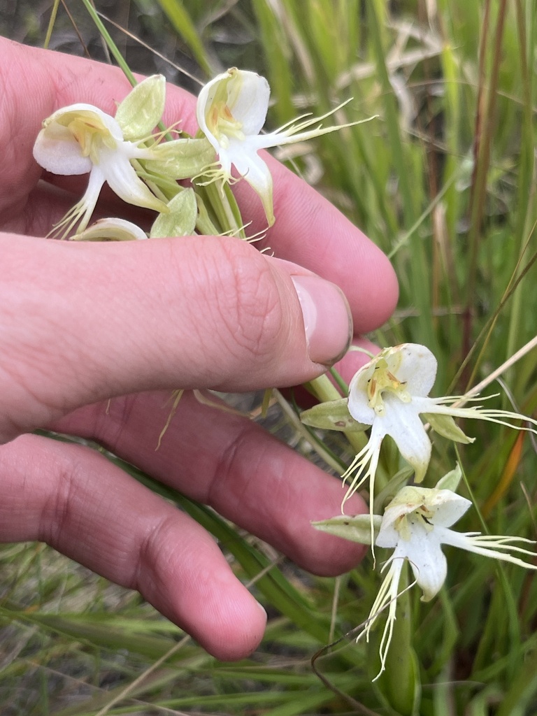 Habenaria decorata