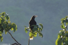 Psarocolius decumanus