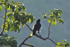 Psarocolius decumanus