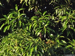 Psarocolius decumanus