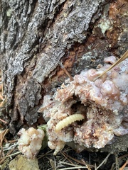 Synanthedon sequoiae