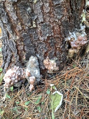 Synanthedon sequoiae