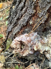 Synanthedon sequoiae