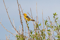 Icterus nigrogularis