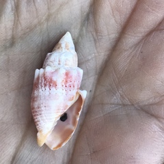 Mitra stictica