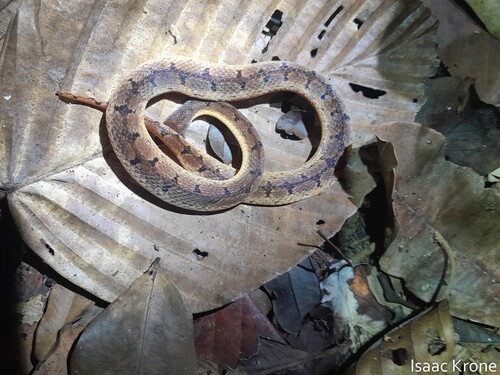 Wucherer's Ground Snake