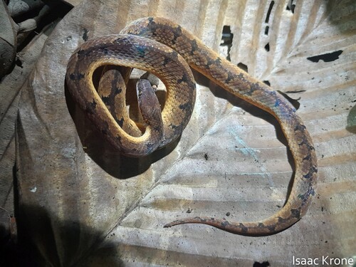 Wucherer's Ground Snake