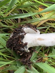 Volvopluteus gloiocephalus