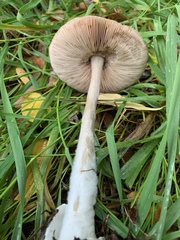 Volvopluteus gloiocephalus