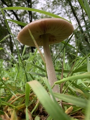 Volvopluteus gloiocephalus