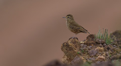 Geositta poeciloptera