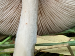 Volvopluteus gloiocephalus