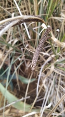 Carex hispida