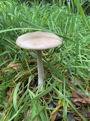 Volvopluteus gloiocephalus