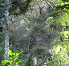 Cyathea medullaris