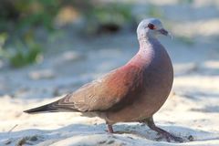 Nesoenas picturatus
