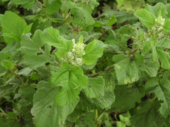 Urtica massaica