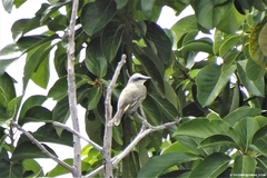 Tyrannus melancholicus