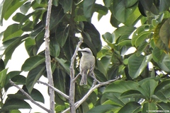 Tyrannus melancholicus