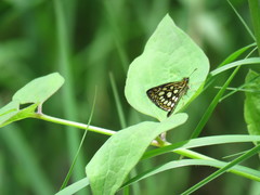 Heteropterus morpheus
