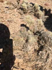 Cylindropuntia multigeniculata