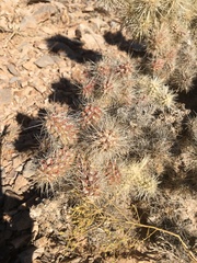 Cylindropuntia multigeniculata