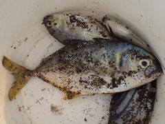 Carangoides