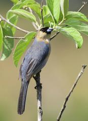 Schistochlamys ruficapillus