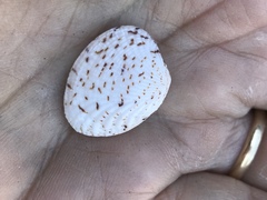 Gafrarium pectinatum