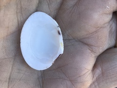 Gafrarium pectinatum