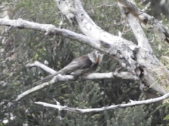 Anthochaera paradoxa