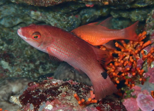 Goldsinny Wrasse, photo 2 of 10