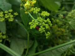 Pastinaca